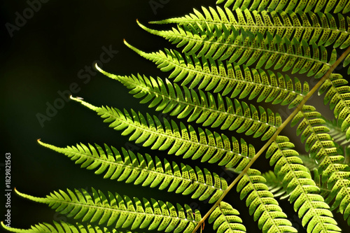 Canvas Print Sporangia fern leaves with symmetrical tiny black dots (leaf spores) on a natural green background