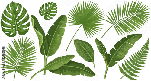 Collection of various green tropical leaves and palm fronds on a white background.
