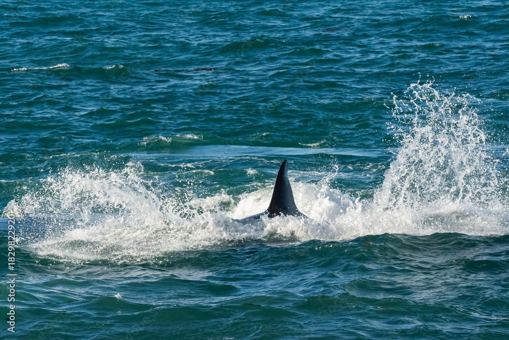 Naklejka premium Killer Whale, Orca, hunting a sea lion pup, Peninsula Valdes, Patagonia Argentina
