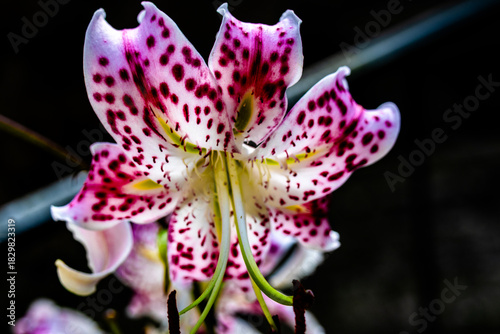Macro close-up of a pink spotted Oriental Lily flower isolated on black background.