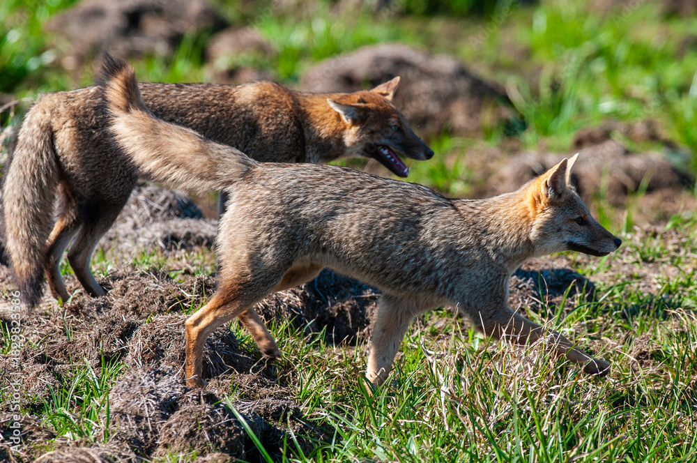 Obraz premium Grey fox in Ibera Marsh National Park environment, Corrientes Province, Argentina.
