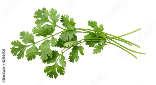 Fresh green cilantro bunch herbs on transparent background in horizontal format isolated on transparent background
