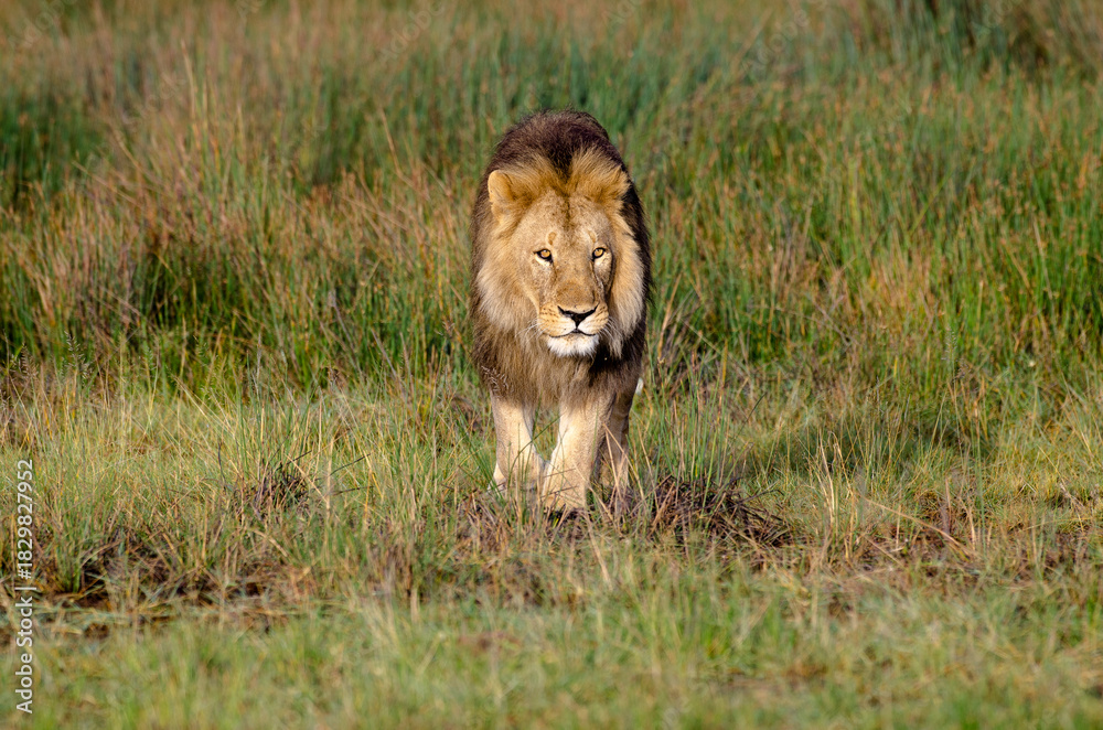 Naklejka premium lion