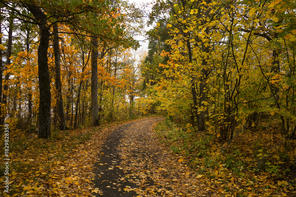 Obraz premium An autumn forest path covered with fallen yellow leaves. Finnish nature in October