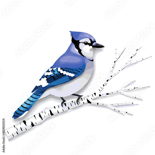 Blue jay sitting on a frost-covered birch branch in winter  