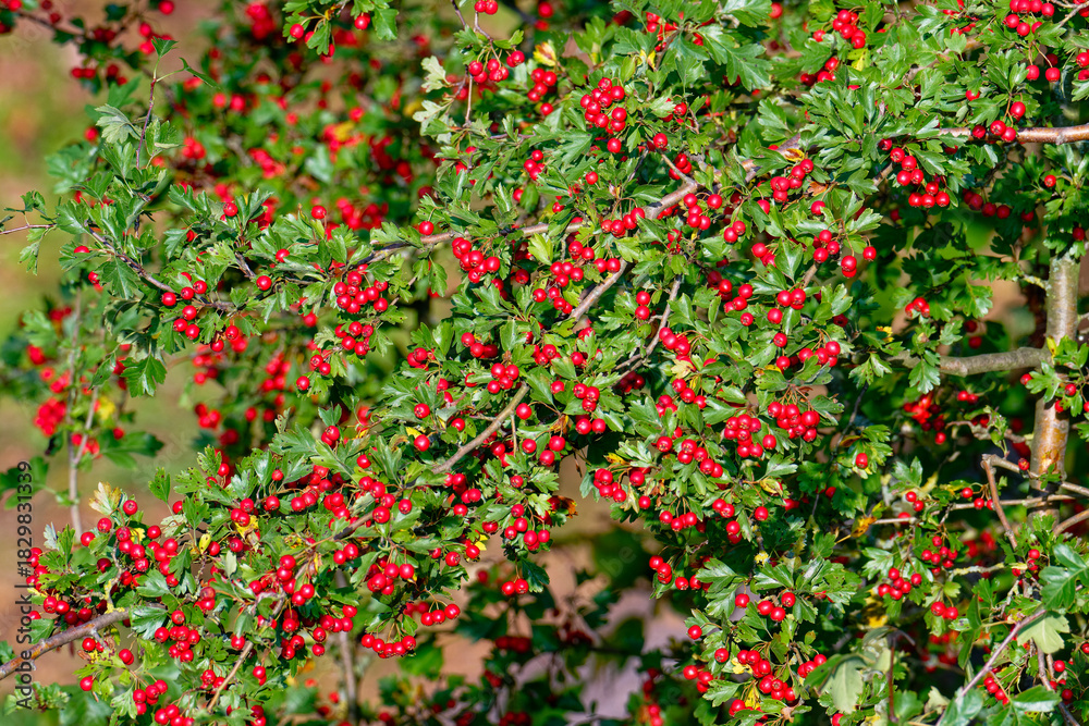 Fototapeta premium Weissdornbeeren (Crataegus Laevigata) 