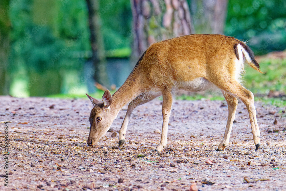 Fototapeta premium Damwild im Herbst 