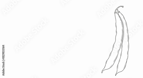 Fresh green beans illustration, hand-drawn style on white backdrop. Fresh green beans in simplistic sketch represent organic produce. Use this fresh green beans sketch for culinary art,