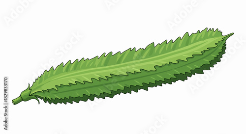 Winged bean on white background, a whole fresh bean laying flat. Winged bean is bright green, organically grown, healthy eating choice. Use this winged bean vegetable in your next recipe.