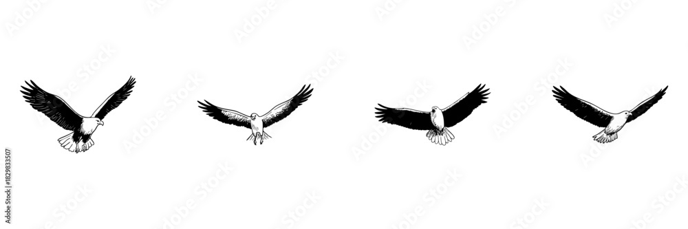 Obraz premium Eagle In Flight Doodle Sketch Set. Majestic Bird Soaring With Outstretched Wings In Hand Drawn Style Collection. Symbol Of Freedom And Strength. Isolated Vector Illustration