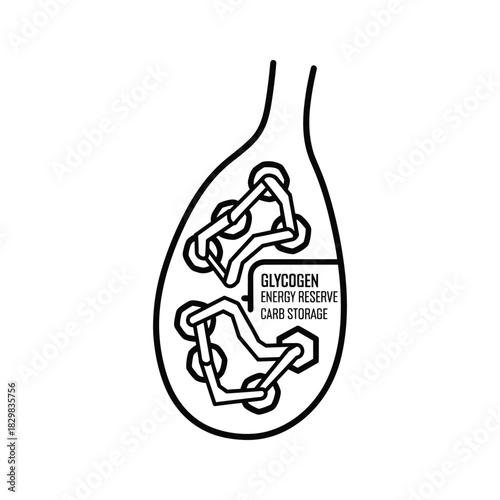 Black and white diagram illustrating glycogen as an energy reserve and carbohydrate storage within a cell structure