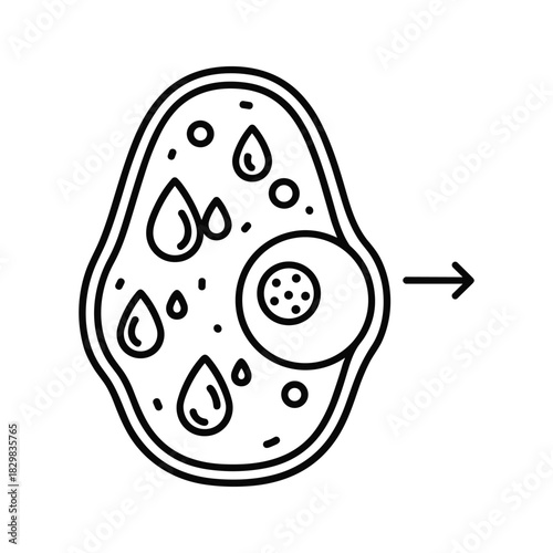 Outline icon of an amoeba cell structure showing nucleus and vacuoles, isolated on