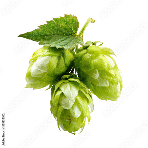 Cluster of three green hop cones with a leaf on a black background hops brewing, Isolated On White, Png Transparent, Cut Out