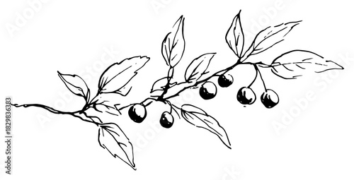 Botanical branch with berries and leaves – elegant black line-art vector illustration