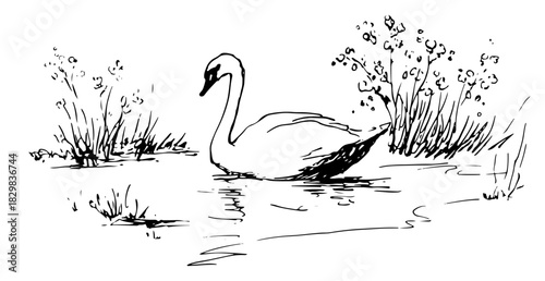 Hand drawn vector sketch of a graceful white swan swimming in a calm pond surrounded by nature