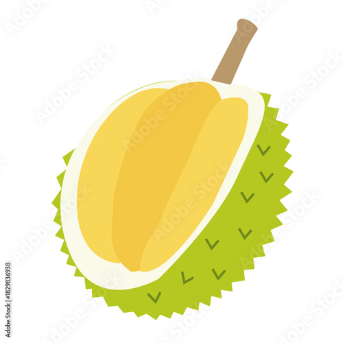 Hand drawn durian. Exotic summer fruit illustration. Flat vector fruity design for tropical packaging, healthy food label, kitchen decor.