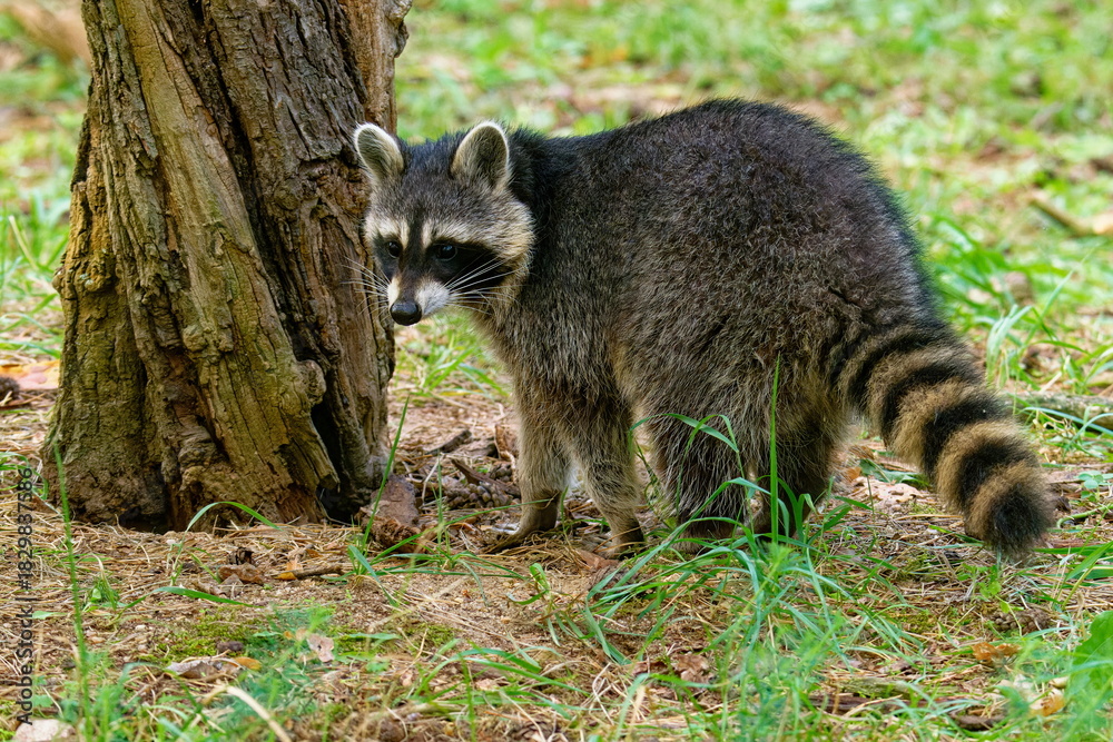 Fototapeta premium Waschbär beobachtet seine Umgebung