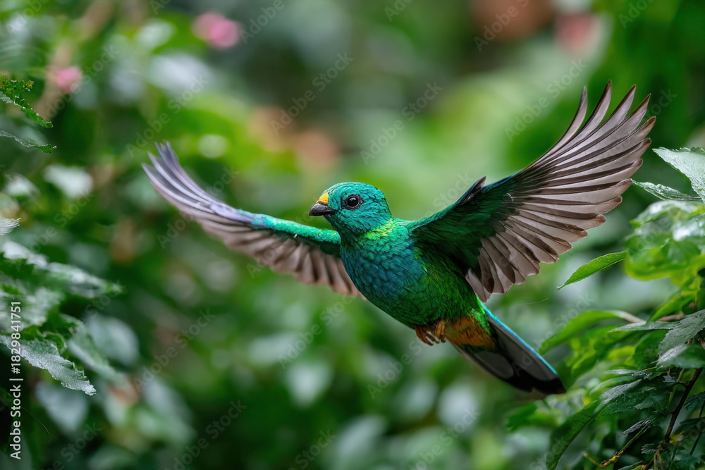 Fototapeta premium Green Broadbill MidFlight in Lush Foliage