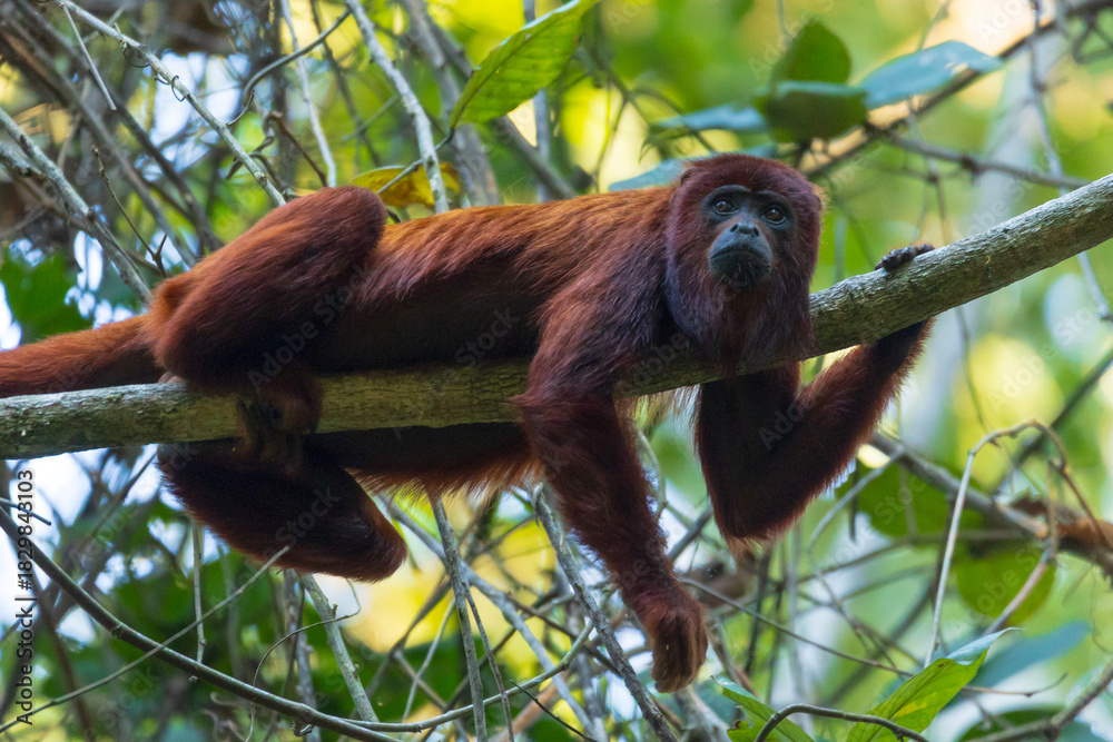 Obraz premium A red howler monkey perched high in the Amazon canopy of Madre de Dios, glowing in the soft jungle light above Tambopata and Manu, a vivid emblem of Peru’s wild rainforest