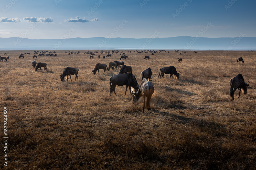 Fototapeta premium Beautiful wild animals in the African savannah. Sunny summer day. Nature of Tanzania.