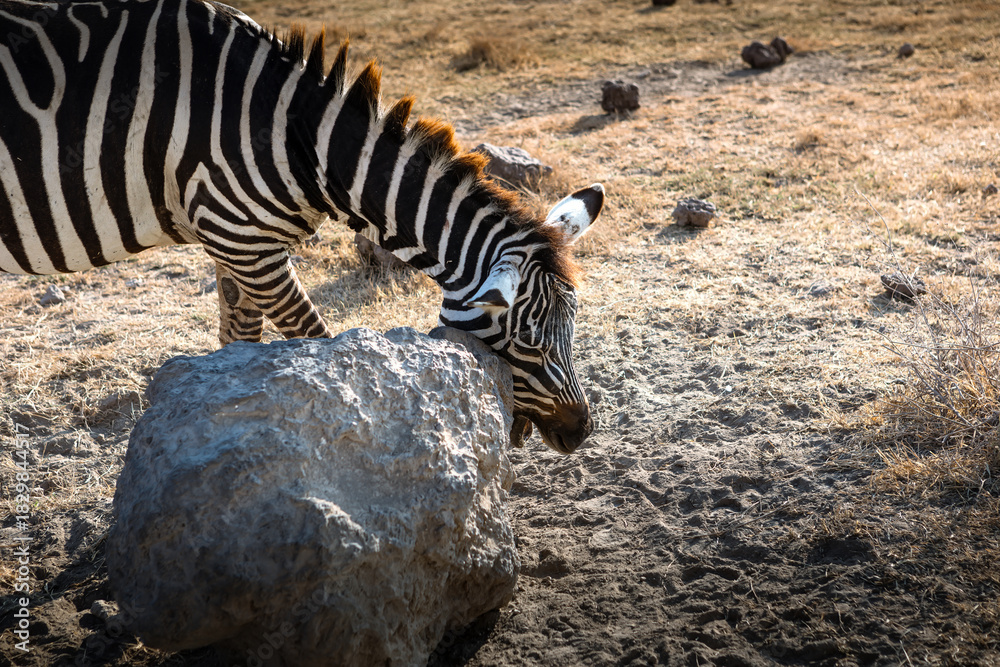 Fototapeta premium A beautiful zebra in the African savannah. Wild animal. Beautiful nature.