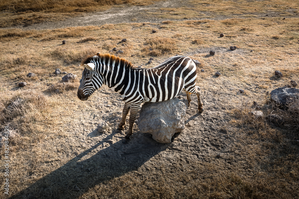 Fototapeta premium A beautiful zebra in the African savannah. Wild animal. Beautiful nature.