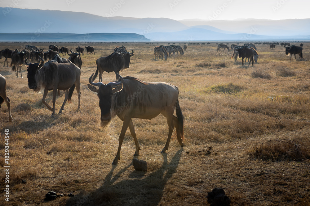 Fototapeta premium Beautiful wild animals in the African savannah. Sunny summer day. Nature of Tanzania. 