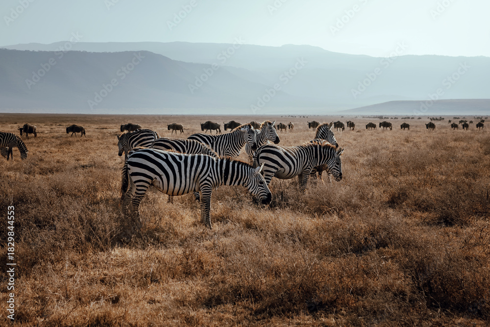 Fototapeta premium A beautiful zebra in the African savannah. Wild animal. Beautiful nature.