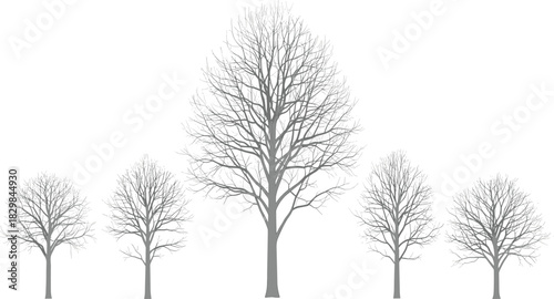 Bare Trees in a Winter Forest Scene, Detailed Vector Illustration of Deciduous Woodland Park or Nature Landscape Without Leaves, Abstract Gray Graphic Element