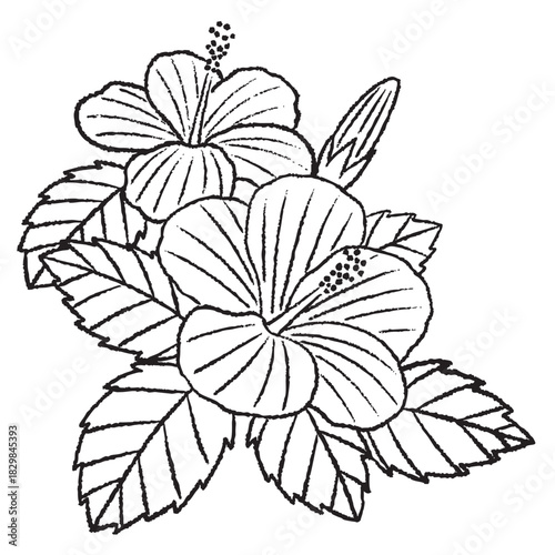 ハイビスカスの線画