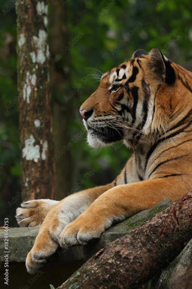 Fototapeta premium A majestic tiger rests calmly on a log in a lush green forest. The powerful big cat gazes into the distance, highlighting its strength, beauty, and natural grace in the wild.