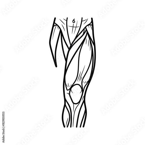 Stylized Human Leg Muscles Anatomy Illustration