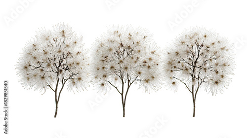 Three winter clematis flowering trees aligned side by side on transparent background