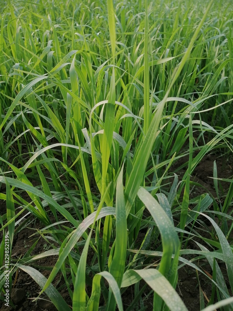 Obraz premium Closeup of Sugarcane field - stock photo, agriculture, nature, grass, garden, field, food, plant, 