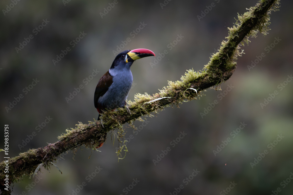 Fototapeta premium Grey-breasted Mountain-Toucan (Andigena hypoglauca), perched, Papallacta, Ecuador