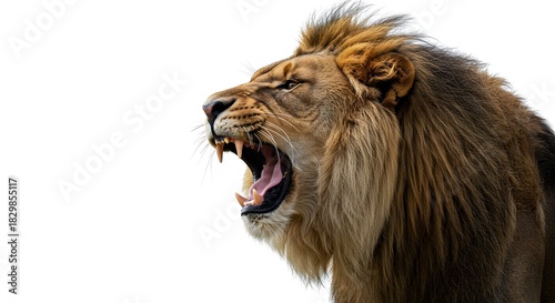 Dynamic Roaring Lion Shot in Profile for Strong, Impactful Visuals