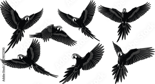 Black and White Monochrome Vector Set of Flying Macaw Parrots with Spread Wings, Showing Various Flight Poses for Tropical Bird and Wildlife Concepts