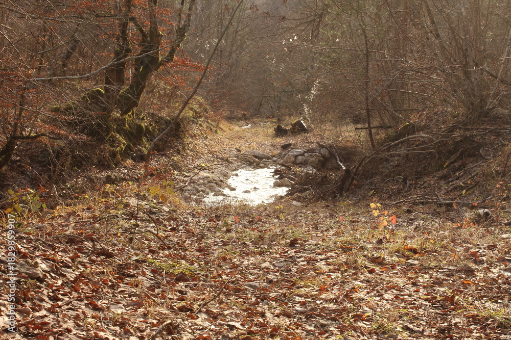 Obraz premium Small creek in a forest