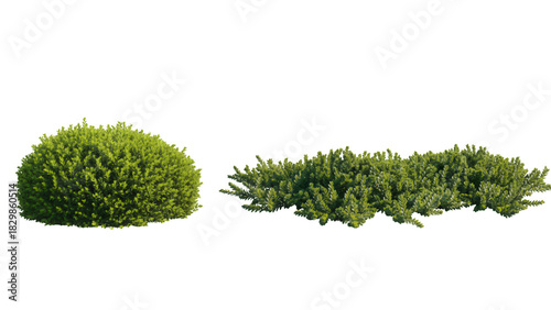 Fotografía Dense vibrant green shrubs for landscaping and garden design