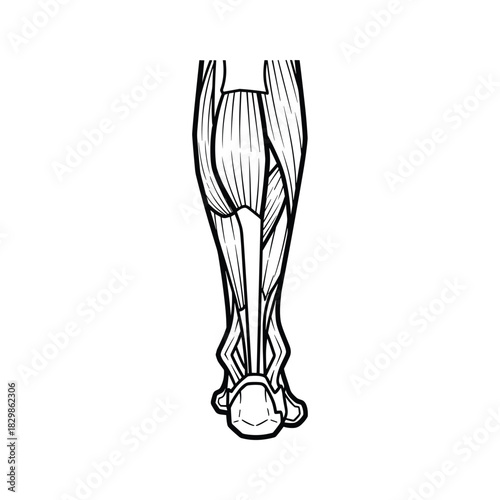 Posterior View of Human Lower Leg Muscles Diagram
