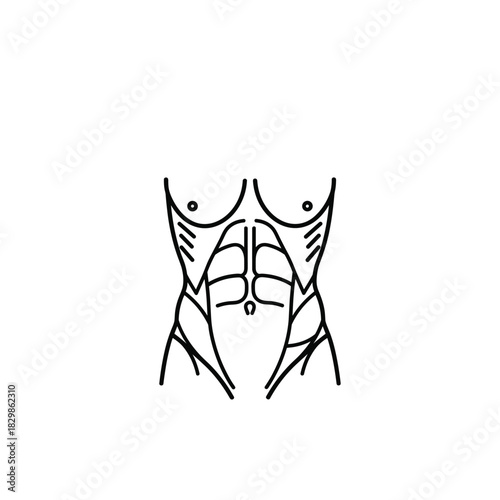 Human Torso with Defined Abdominal Muscles Line Art