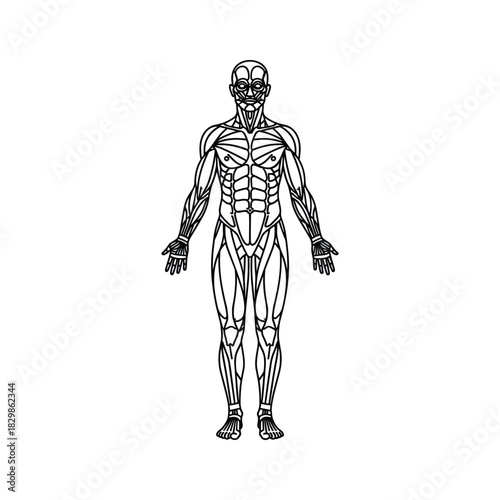 Anterior Human Muscular System Outline Diagram
