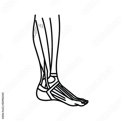 Human Leg and Foot Anatomy Line Art Illustration