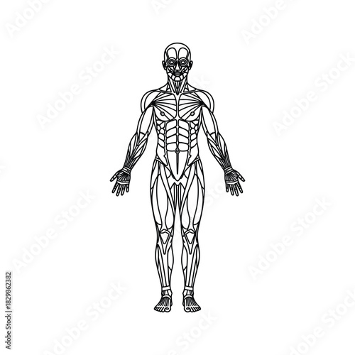 Stylized Human Muscular System Diagram Outline - Full Body Anterior View
