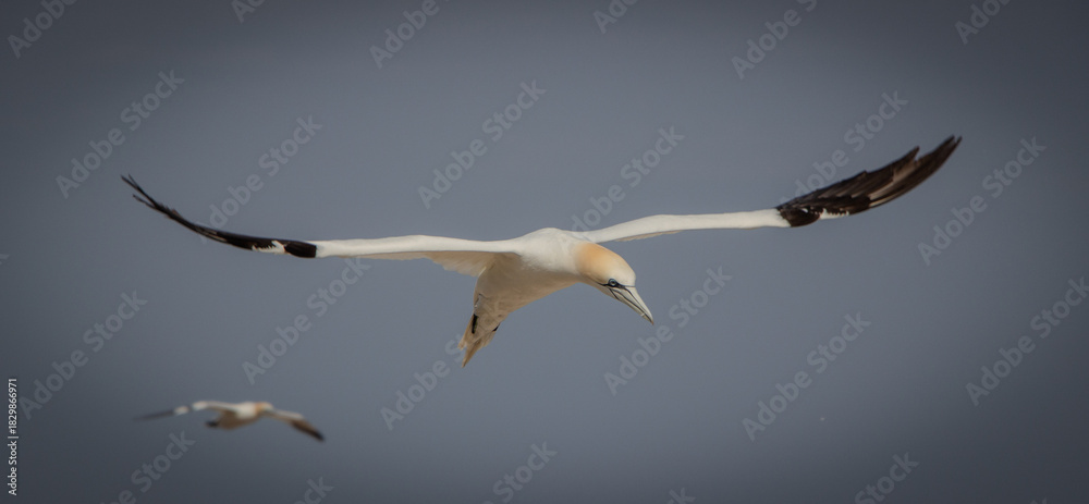 Obraz premium Fou plané