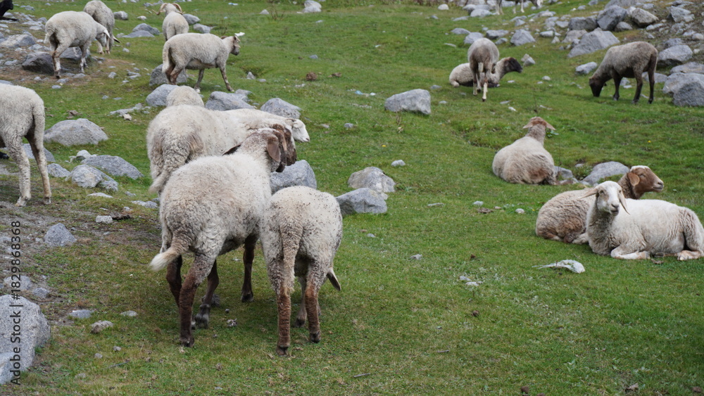 Obraz premium Pastoral scene of sheep grazing and resting on a green grassy slope dotted with gray rocks, idyllic concept.
