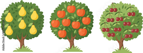 Set of cartoon fruit trees featuring apple pear and cherry with ripe fruits isolated on white background for orchard vector.