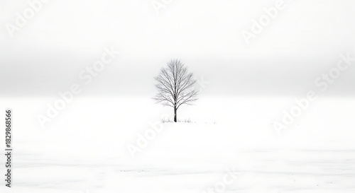 Solitary Bare Tree in a Vast White Snowy Field Under a Hazy Sky winter