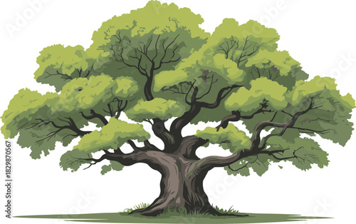 Vector illustration of a massive spreading oak tree with lush foliage isolated on white background for landscape design.
