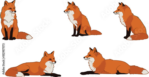 Red fox sitting and lying poses, cute woodland animal illustration, forest wildlife clipart, natural behavior, isolated vector drawing, educational